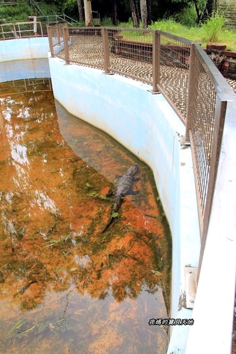 頑皮世界野生動物園。尋找隱身在草地裡的孔雀寶寶,還能近距離餵食水豚、迷你馬、羊駝......等小動物