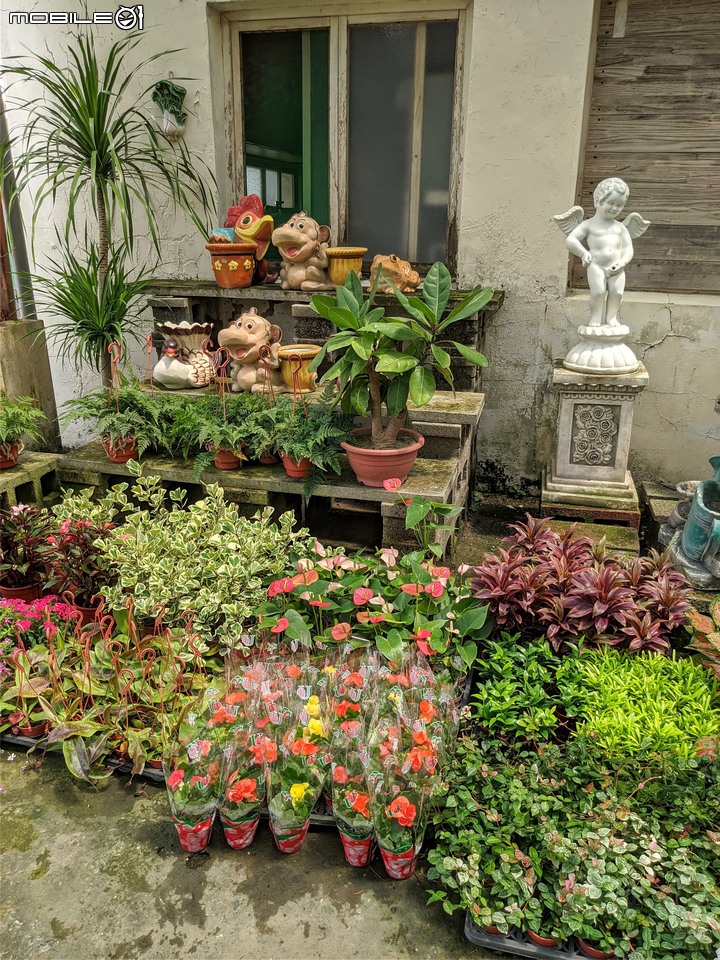 心花藝放 台南市歸仁七甲花卉園區 08/01