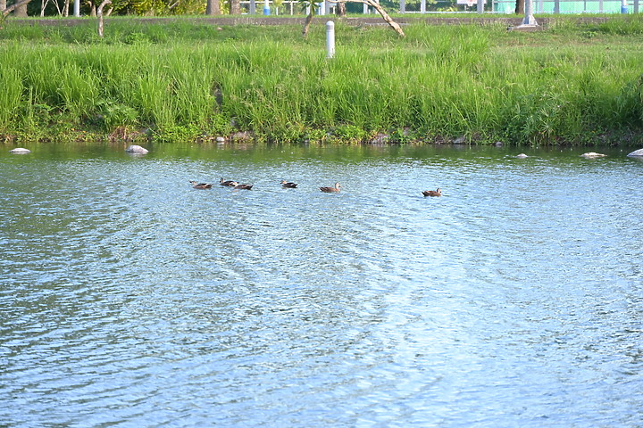 Nikon 24-200mm f/4-6.3台東之旅，立麗大酒店、白玉瀑布、嘎努食堂及龍鳳飯店。
