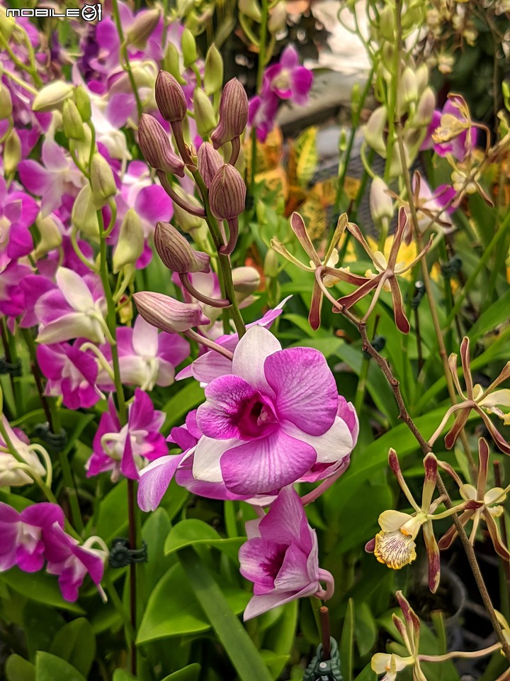 心花藝放 台南市歸仁七甲花卉園區 08/01