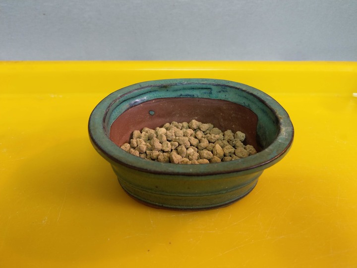 換盆流程(換盆前與換盆後差別)分享