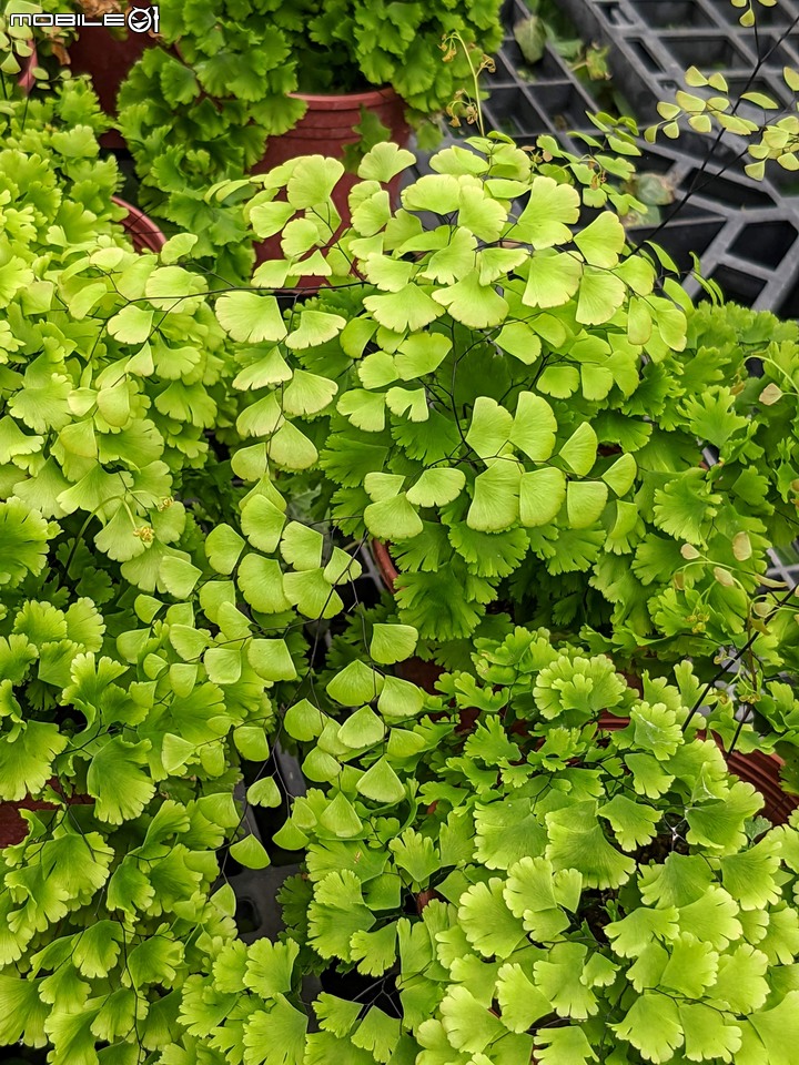 心花藝放 台南市歸仁七甲花卉園區 08/01