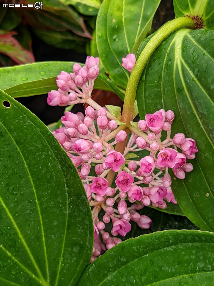 心花藝放 台南市歸仁七甲花卉園區 08/01