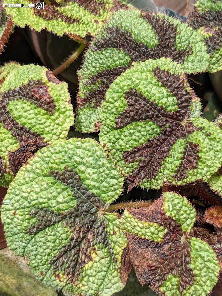 心花藝放 台南市歸仁七甲花卉園區 08/01