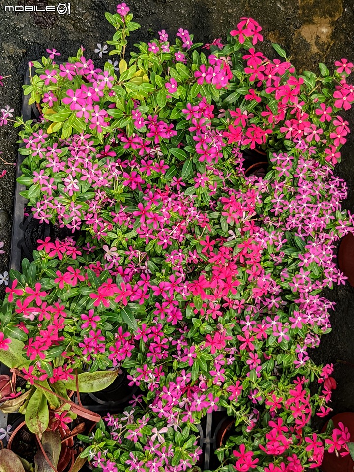 心花藝放 台南市歸仁七甲花卉園區 08/01