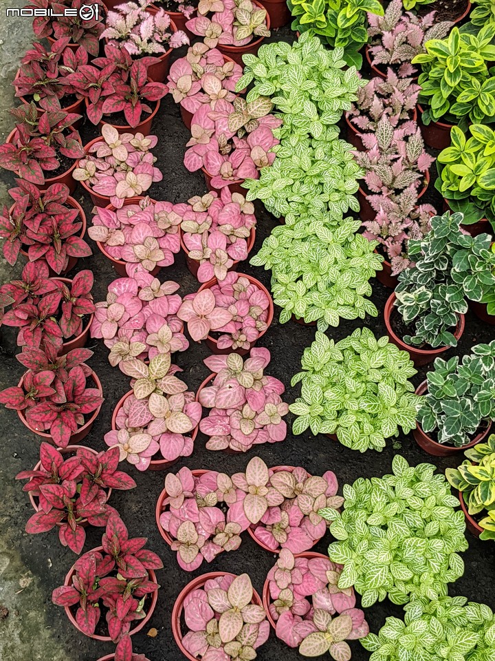 心花藝放 台南市歸仁七甲花卉園區 08/01