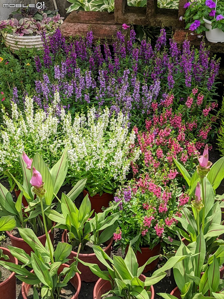 心花藝放 台南市歸仁七甲花卉園區 08/01