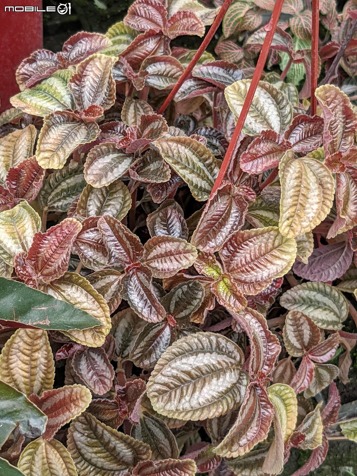 心花藝放 台南市歸仁七甲花卉園區 08/01