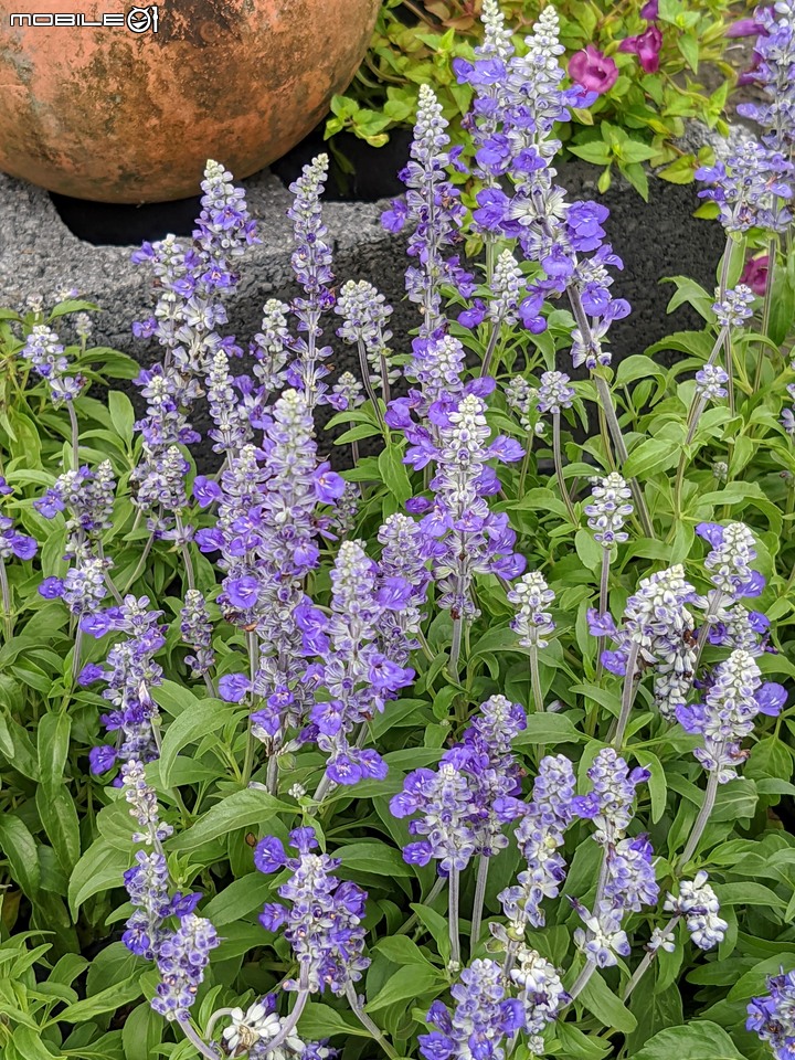 心花藝放 台南市歸仁七甲花卉園區 08/01