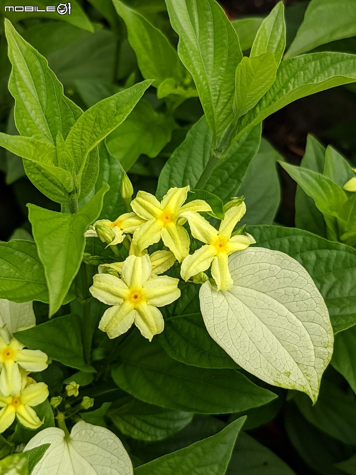心花藝放 台南市歸仁七甲花卉園區 08/01