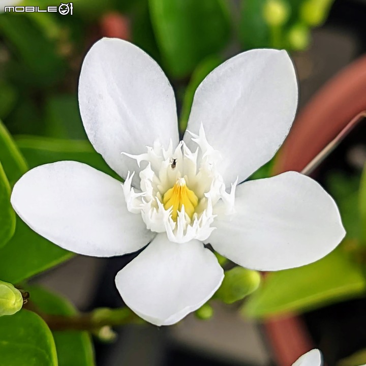 心花藝放 台南市歸仁七甲花卉園區 08/01