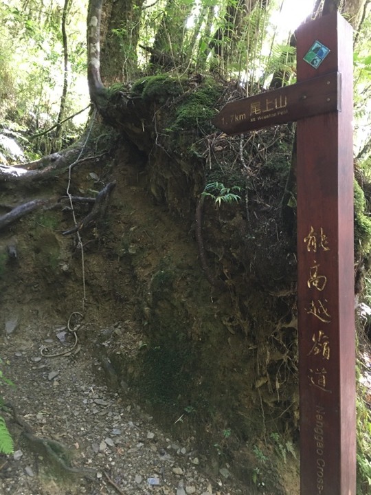 登走霧社能高越，看見金色奇萊(奇萊南華)