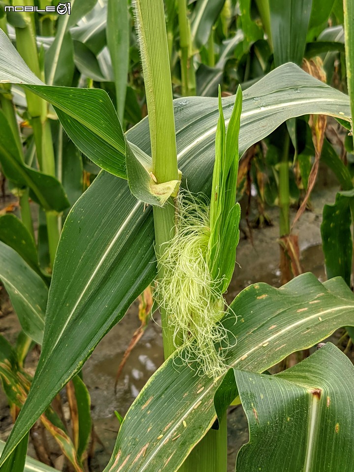 大波斯菊 台南市山上區淨水池區 08/29