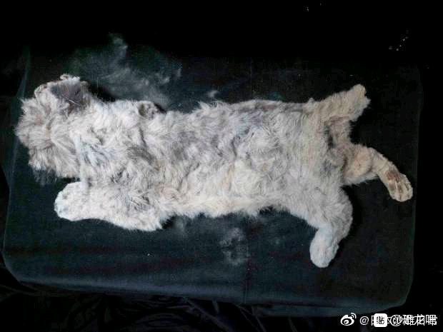 永凍土中發現44000年前美洲獅寶寶