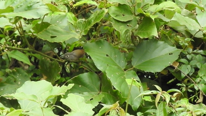 請問這是什麼鳥？