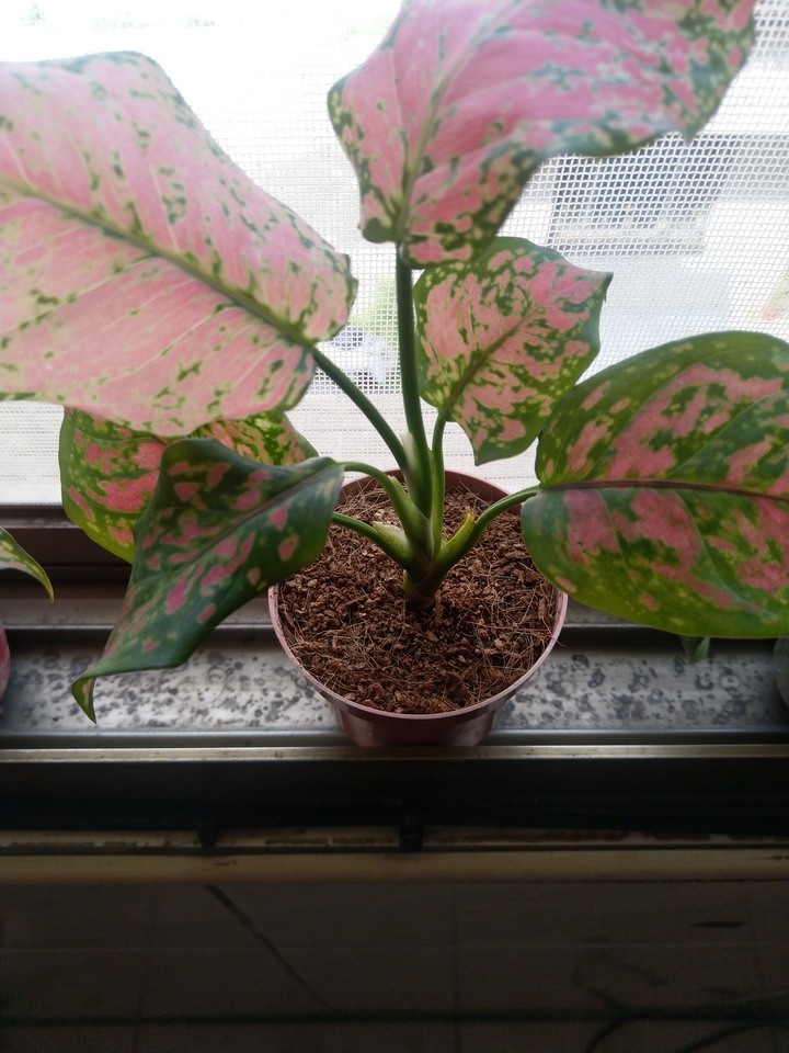 這盆萬年青他怎麼了