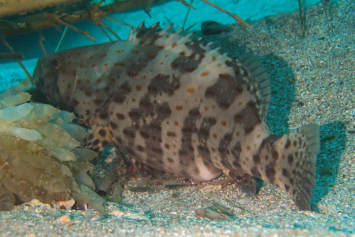 【水下影像】軟絲產房倒了....還好有兩群努力生存的小魚
