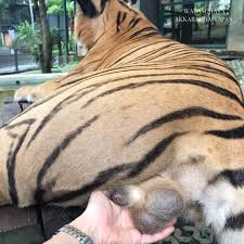 正妹遊動物園竟對老虎伸手「玩蛋」