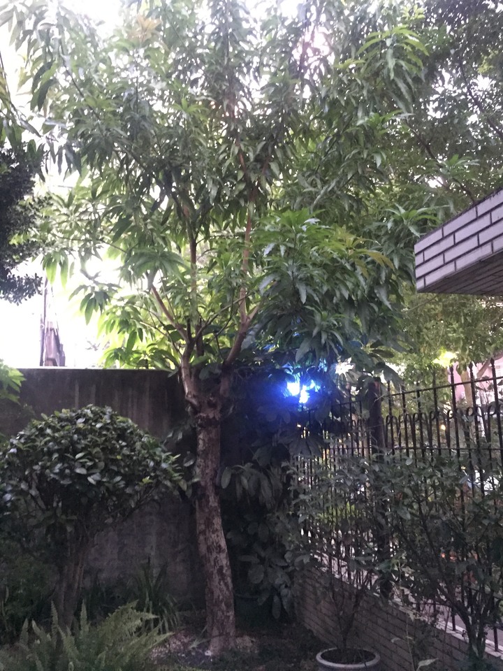 想幫樹齡20多年芒果樹找新家