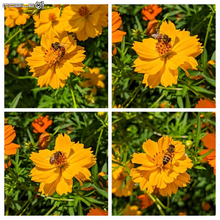 大波斯菊 台南市山上區淨水池區 08/29