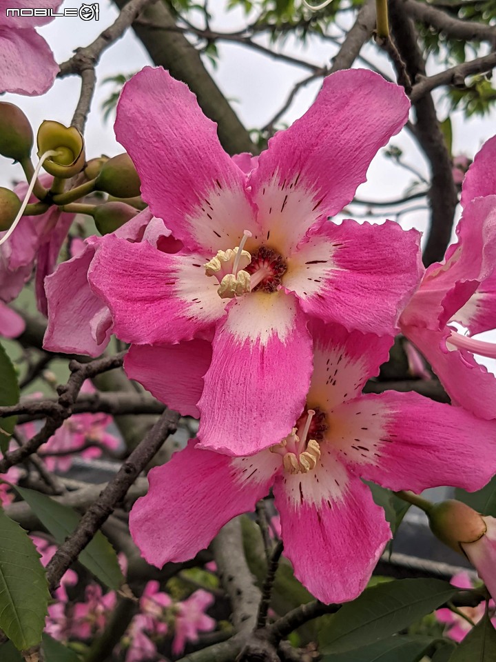 芒花(甜根子草) 台南市善化區曾文溪渡槽橋 09/18