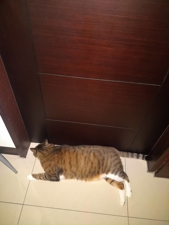 【開箱】倆人倆貓小小宅 小預算裝修分享(湖口)