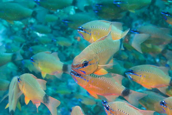 【水下影像】軟絲產房倒了....還好有兩群努力生存的小魚