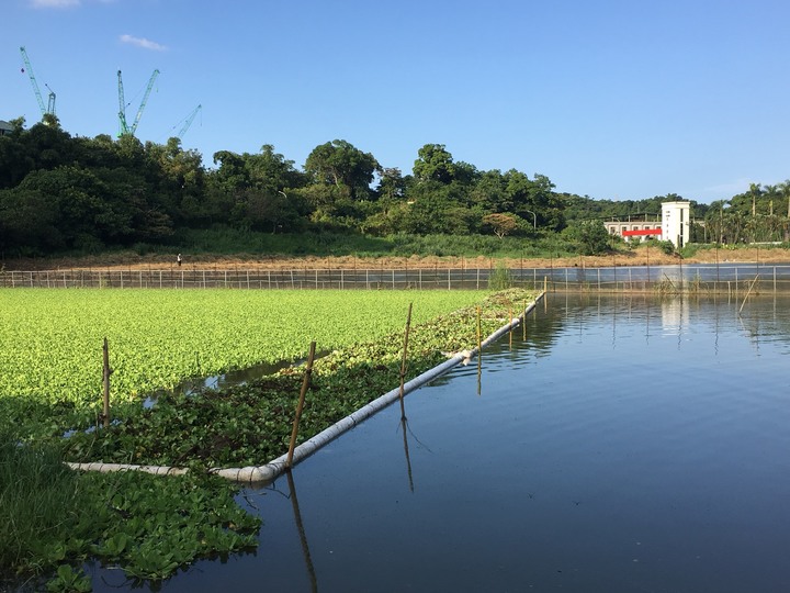 南港新庄仔埤8月 外來種控管移除及螢火蟲棲地復育工作紀實
