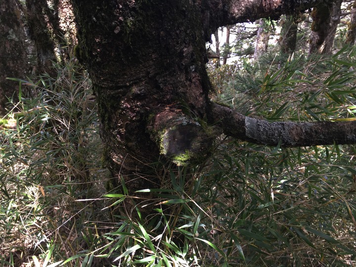【巴巴山南稜】中央山脈主稜 |四日北一段