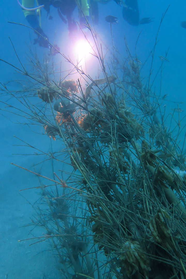 【水下影像】軟絲產房倒了....還好有兩群努力生存的小魚