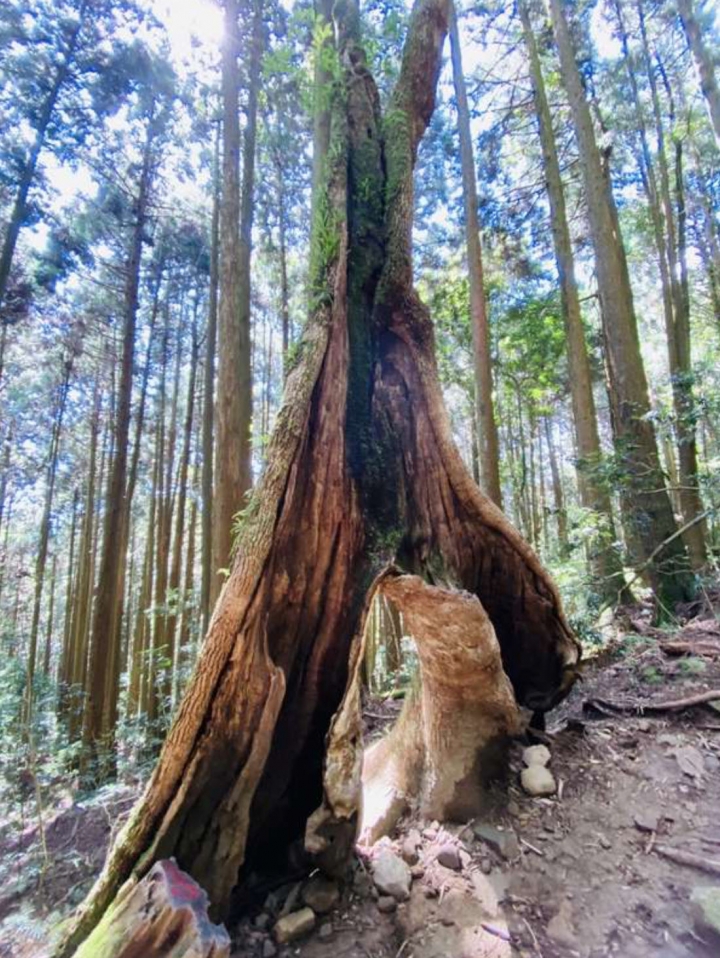 苗栗南庄加里山，台車鐵軌人造林，台版富士山美稱的中級山，林道攀岩推薦這條！