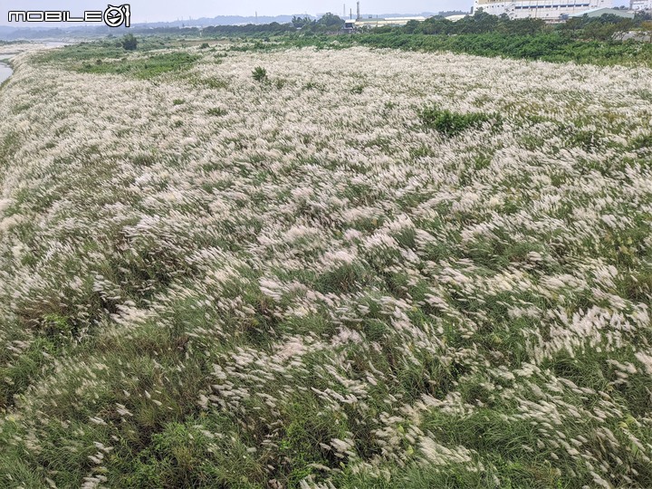 芒花(甜根子草) 台南市大內區大內橋 09/18