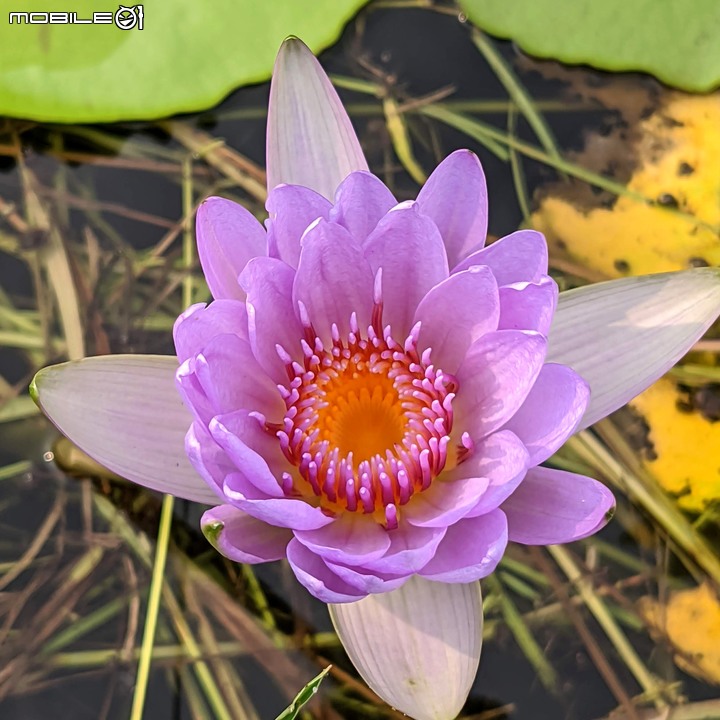 芒花(甜根子草) 台南市善化區曾文溪渡槽橋 09/18