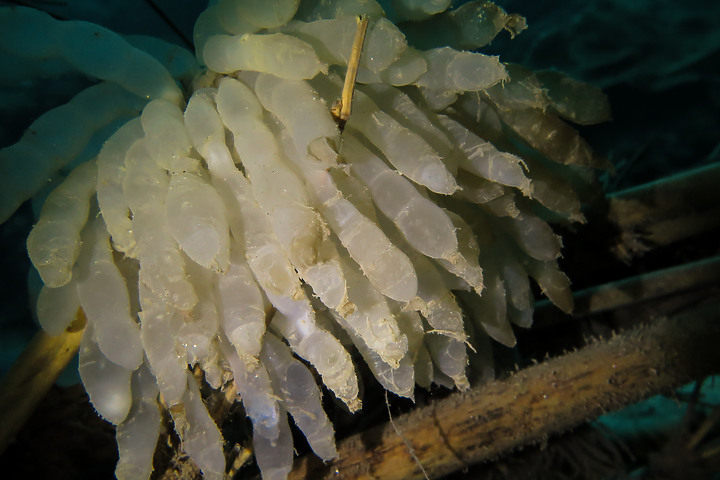 【水下影像】軟絲產房倒了....還好有兩群努力生存的小魚