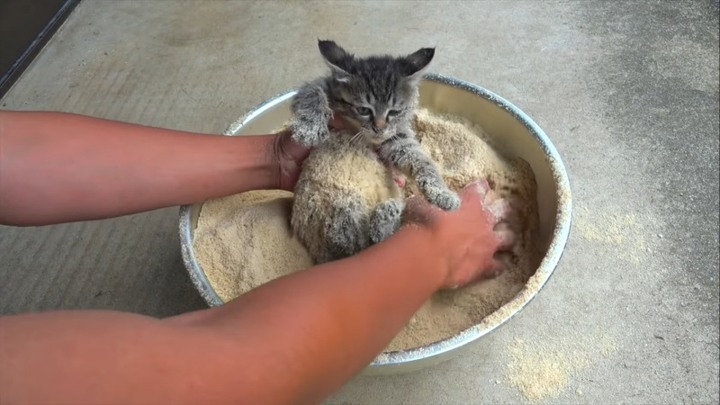 [有影片] 小虎斑遭裹粉難道是要油炸？