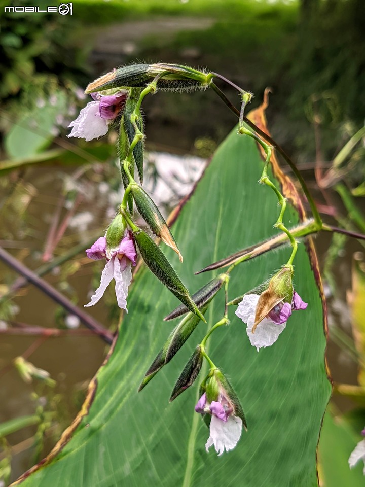 大波斯菊 台南市山上區淨水池區 08/29