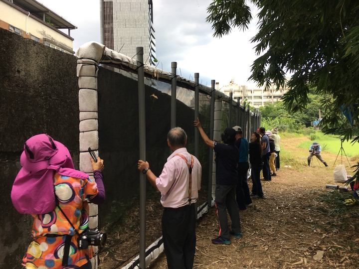 南港新庄仔埤8月 外來種控管移除及螢火蟲棲地復育工作紀實