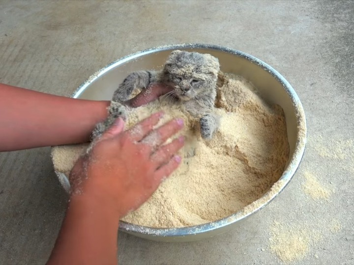 [有影片] 小虎斑遭裹粉難道是要油炸？