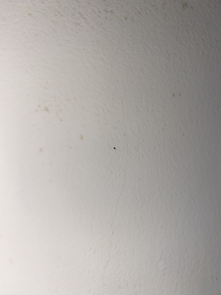 請問這是甚麼蟲蟲 家中突然出現? 遠看像螞蟻 近看也看不出來 拍照放大才看的到 數量算多 而且都在天花板