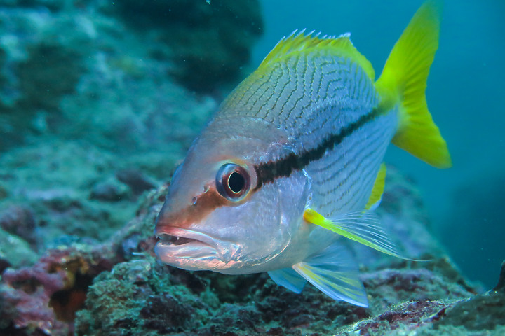 【水下影像】軟絲產房倒了....還好有兩群努力生存的小魚