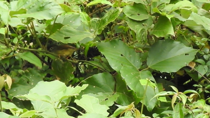請問這是什麼鳥？