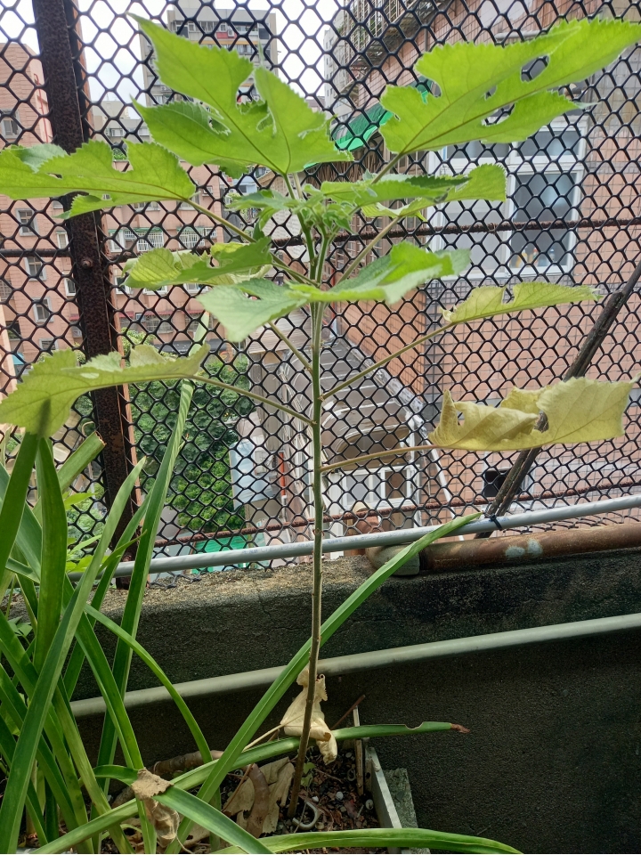 有植物專家嗎？請問這是什麼植物？