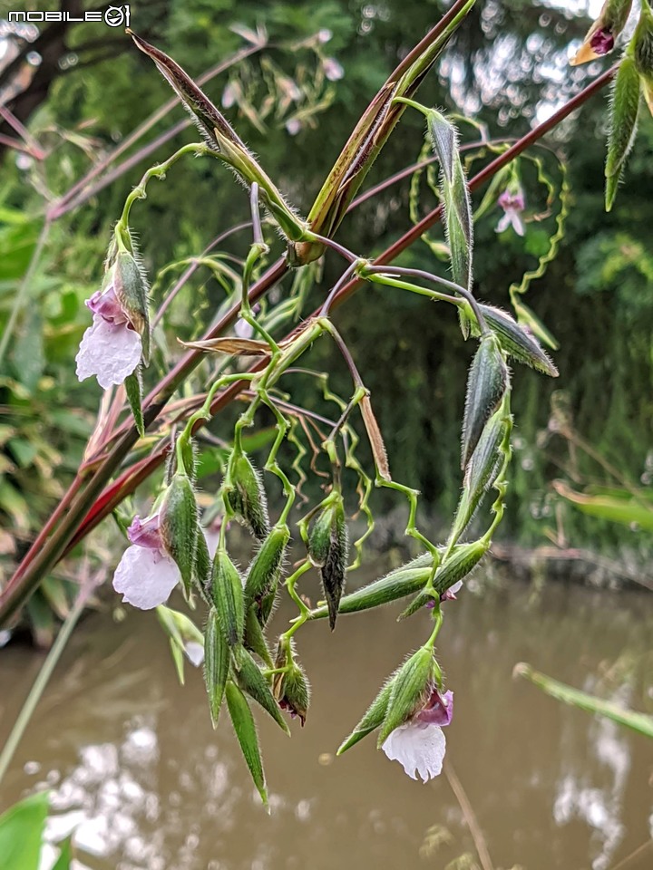 大波斯菊 台南市山上區淨水池區 08/29
