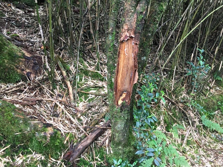登走霧社能高越，看見金色奇萊(奇萊南華)