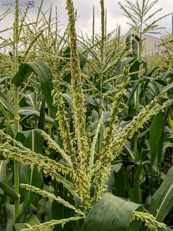 大波斯菊 台南市山上區淨水池區 08/29