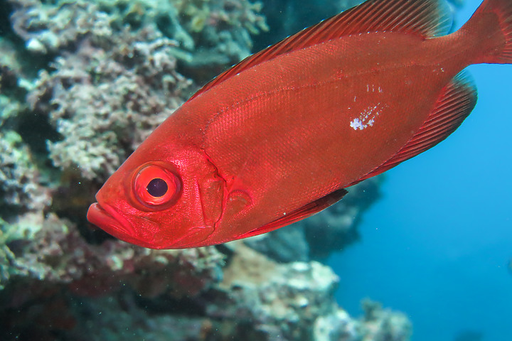 【水下影像】軟絲產房倒了....還好有兩群努力生存的小魚