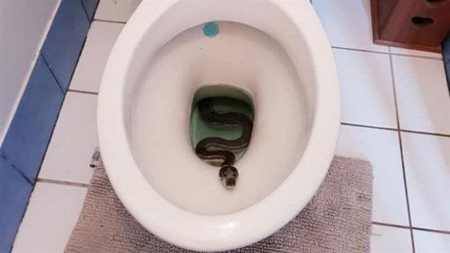 陰莖被咬了！