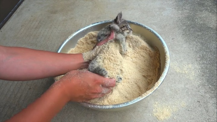 [有影片] 小虎斑遭裹粉難道是要油炸？