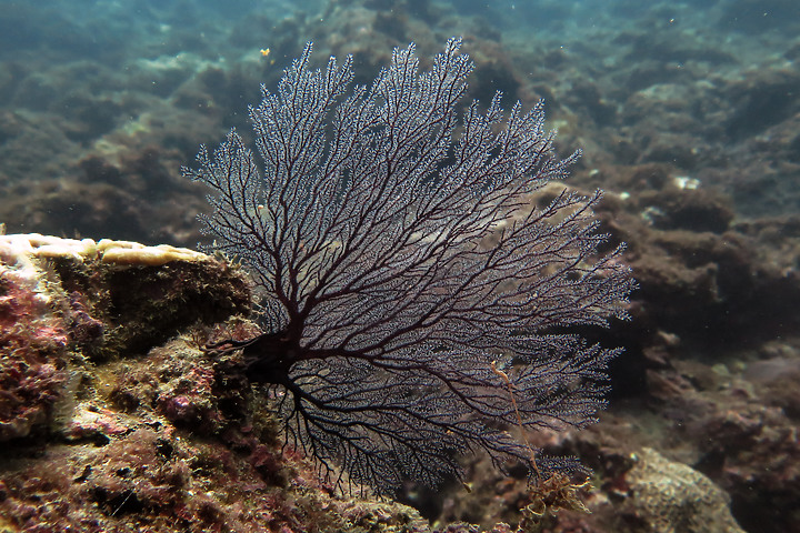 【水下影像】軟絲產房倒了....還好有兩群努力生存的小魚