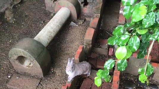 好恐怖！1歲童手伸進籠餵小白兔一截手指竟被啃斷（台語片）